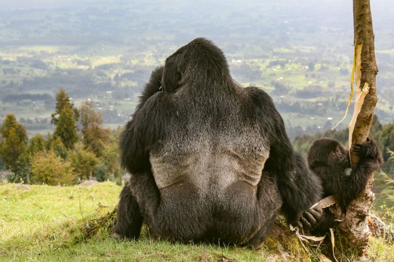 Illustration for article titled Las fotos de naturaleza más espectaculares de 2015